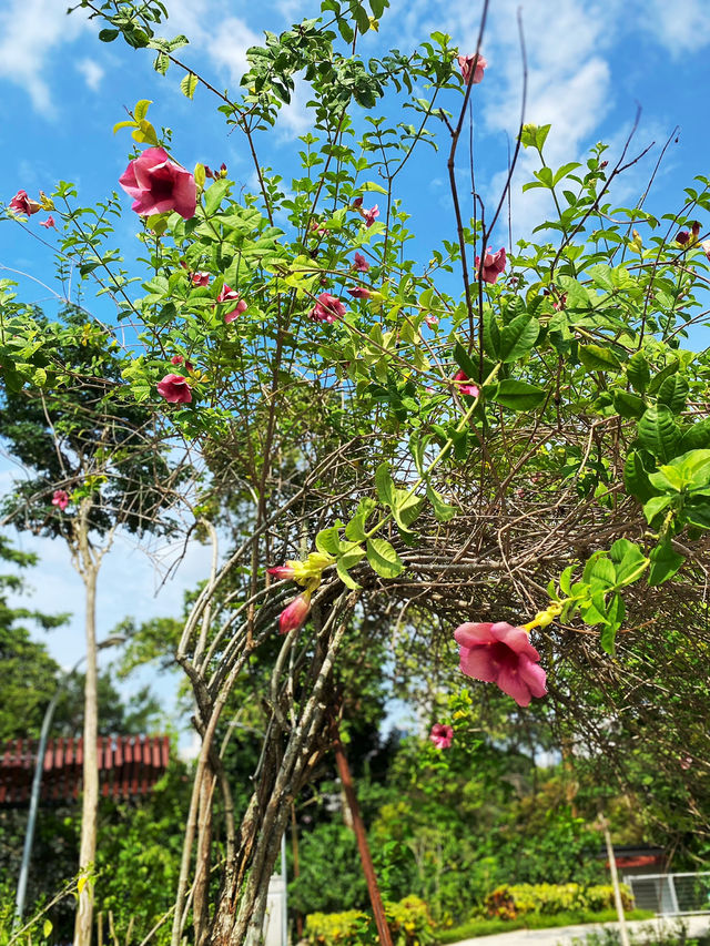Hibiscus as flower emblem of Malaysia🌹
