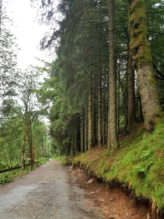 NATURE WALK IN TROLL FOREST, BERGEN