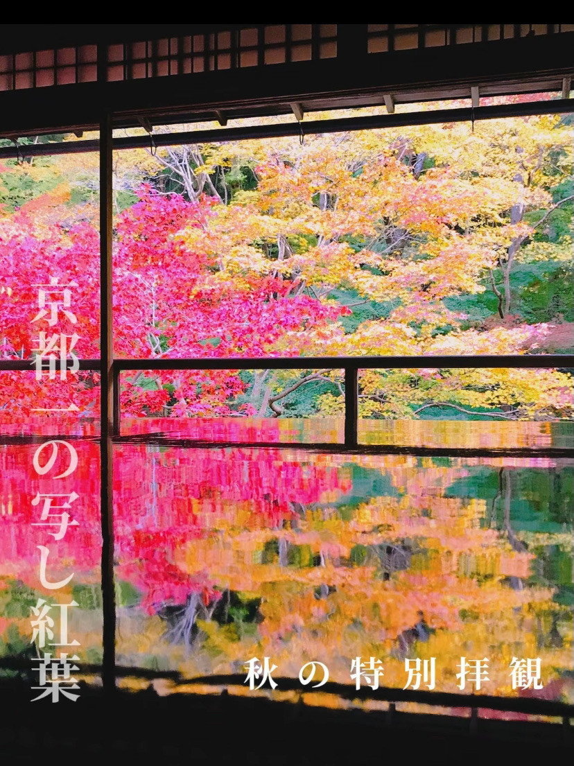 机に反射する写し紅葉🍁は必見】四季折々に色づく瑠璃光院の特別拝観が