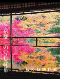 【机に反射する写し紅葉🍁は必見】四季折々に色づく瑠璃光院の特別拝観が今年も始まります✨