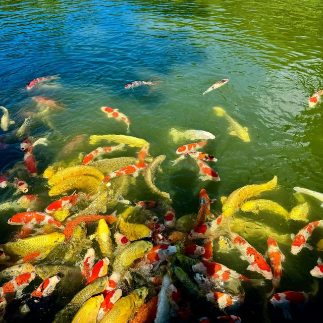 花田苑：鳥語花香的日本庭院夢🌸🐟