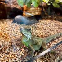 "Explore Marine Wonders at Underwater World Langkawi"