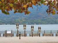 大久野島 來尋找超可愛兔兔