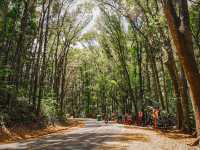 Bohol Tarsier Conservation Area