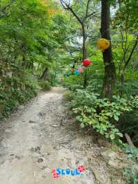 Fresh air and smell of pine trees in Bukhansan forest