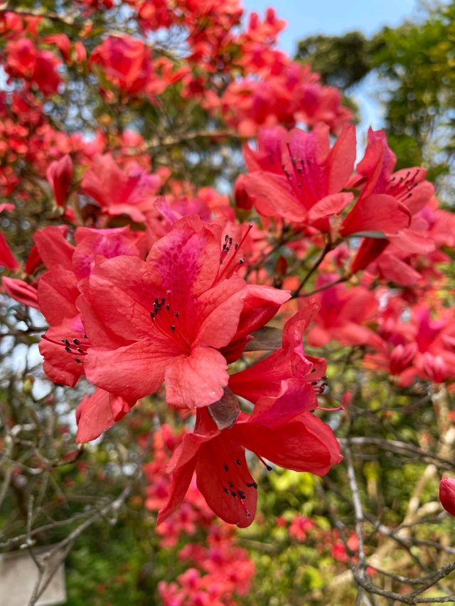 「嘉道理農場植物園春季賞杜鵑花，與大自然親密接觸」
