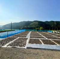 湯淺茶園