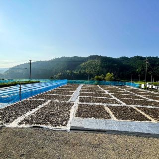 สวนชา Yuasa