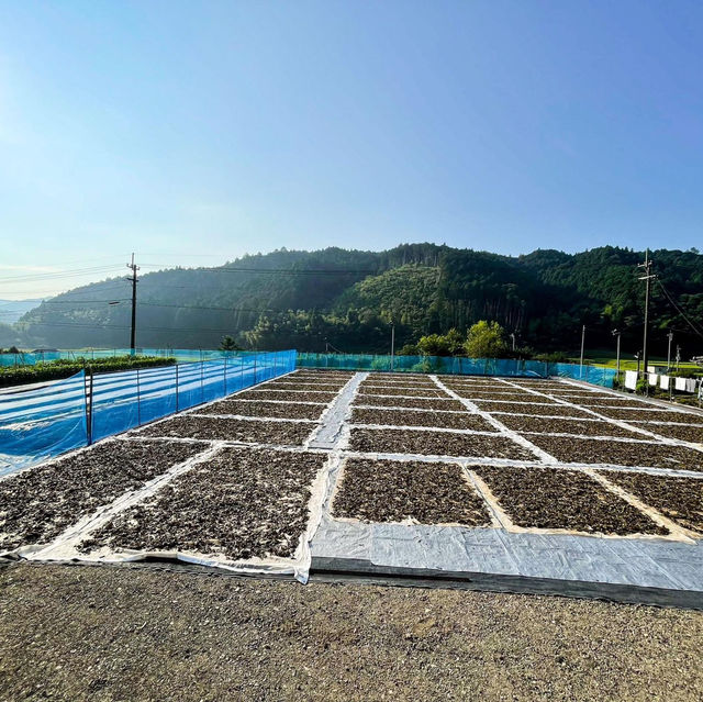 湯淺茶園