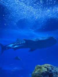🐋 珠海長隆海洋王國：與海洋共舞的奇幻旅程