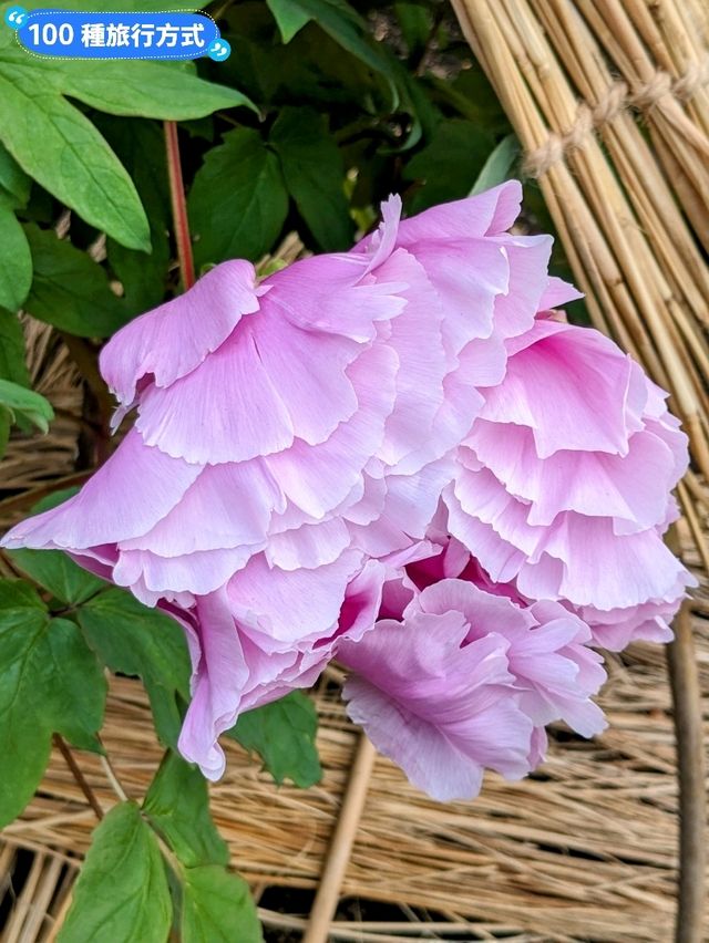 東京賞牡丹花的好去處-上野東照宮牡丹苑