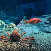 Osaka Aquarium Kaiyukan 🐠🩵