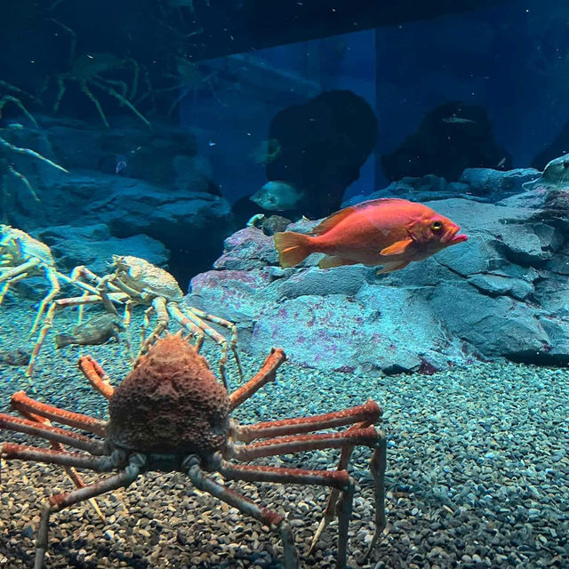 Osaka Aquarium Kaiyukan 🐠🩵