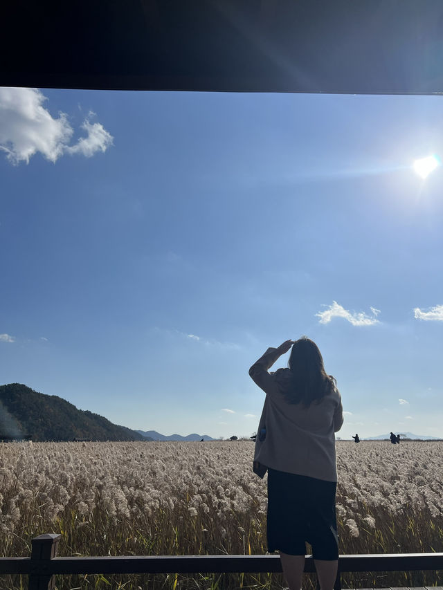 เที่ยวสวน suncheon bay wetland reserve