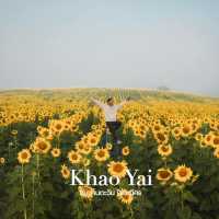 ทุ่งทานตะวันเขาใหญ่