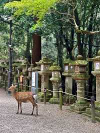 Nara’s Sacred Sanctuary ⛩️🦌