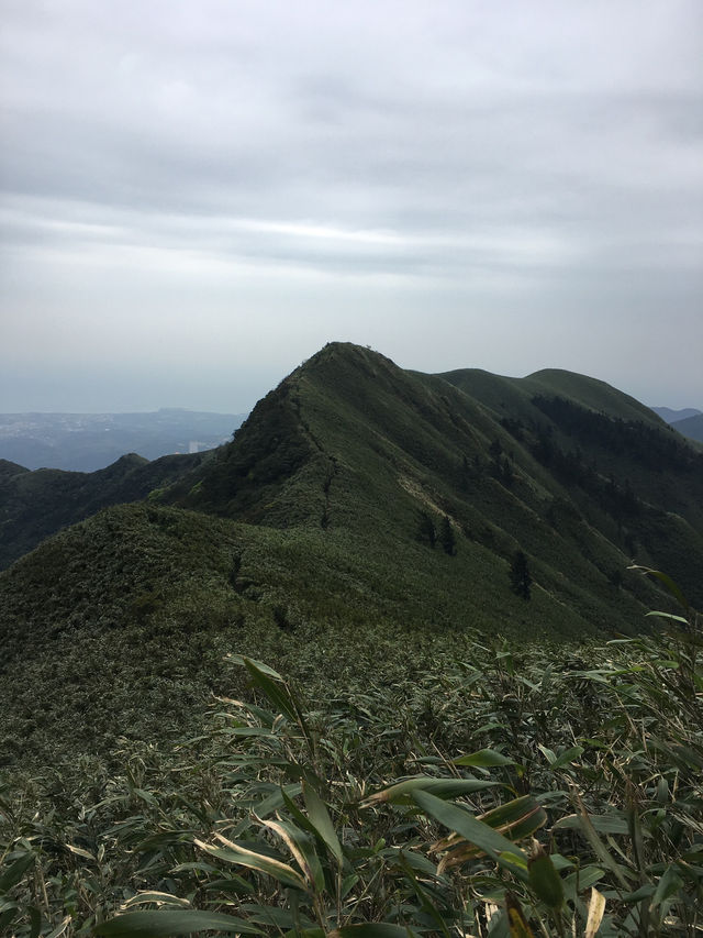 《忘憂森林》 - 沉浸在靜謐的山林之中