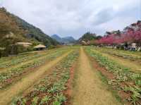 ธรรมชาติงดงาม ในหุบเขาสลับซับซ้อน บนยอดดอยอ่างขาง