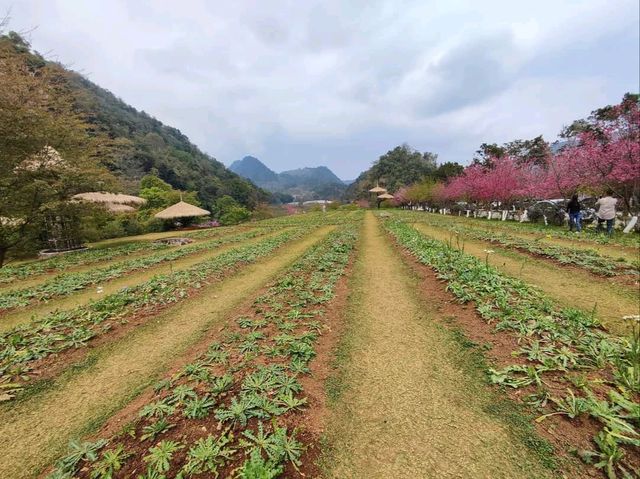 ธรรมชาติงดงาม ในหุบเขาสลับซับซ้อน บนยอดดอยอ่างขาง