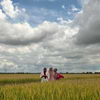 YELLOWISH PADDY FIELS SEKINCHAN 2024