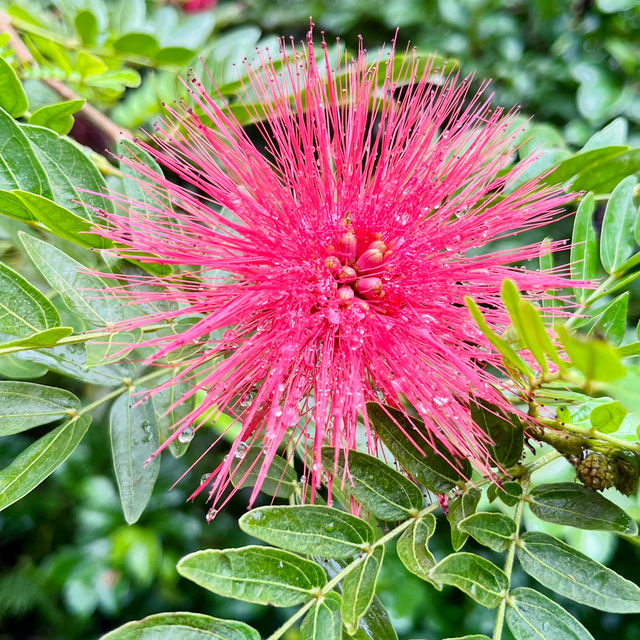 Iriomote Wild life Beauty! 