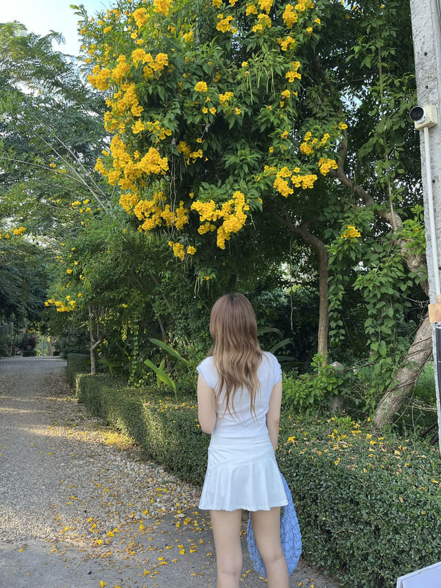 คาเฟ่เล็กๆในป่าใหญ่