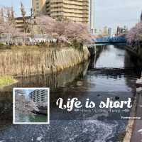 櫻花盛放在東京：目黑川