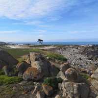 Discover the Splendid View of 17 miles drive at California