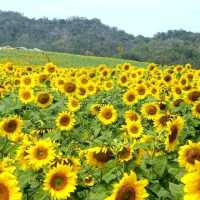 ไร่มณีศร เขาใหญ่ อันซีนโคราช  