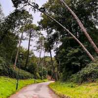 Boscombe Chine Gardens