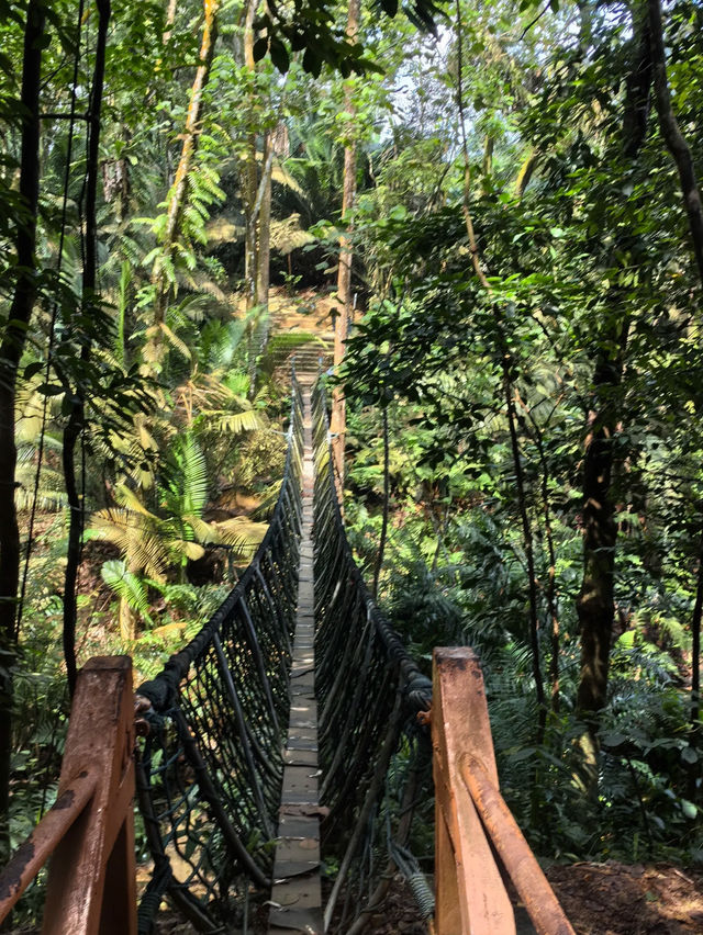 Escape to Nature: Hiking Bukit Gasing's Serene Trails