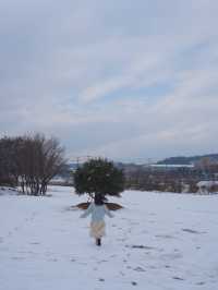 (실시간) 여기가 바로 K삿포로, 합포로 카페 피어라입니다❄️🩵