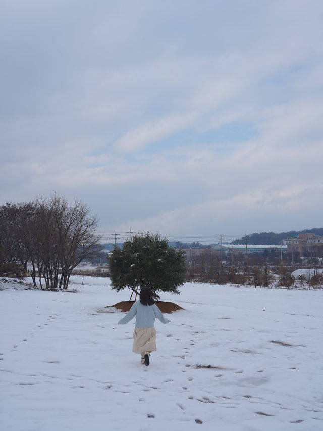 (실시간) 여기가 바로 K삿포로, 합포로 카페 피어라입니다❄️🩵