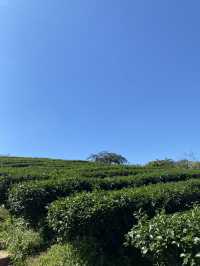 จิบชาชมวิวปังไม่ไหวที่ไร่ชาฉุยฟง เชียงราย🍵🌱🌱
