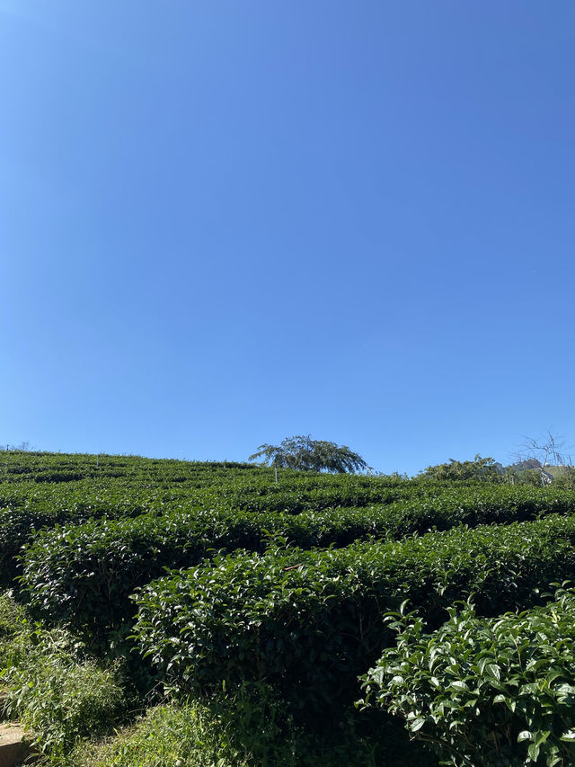 จิบชาชมวิวปังไม่ไหวที่ไร่ชาฉุยฟง เชียงราย🍵🌱🌱