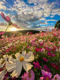 早朝から夕方まで幻想的なコスモスの絶景を満喫！花の駅せら