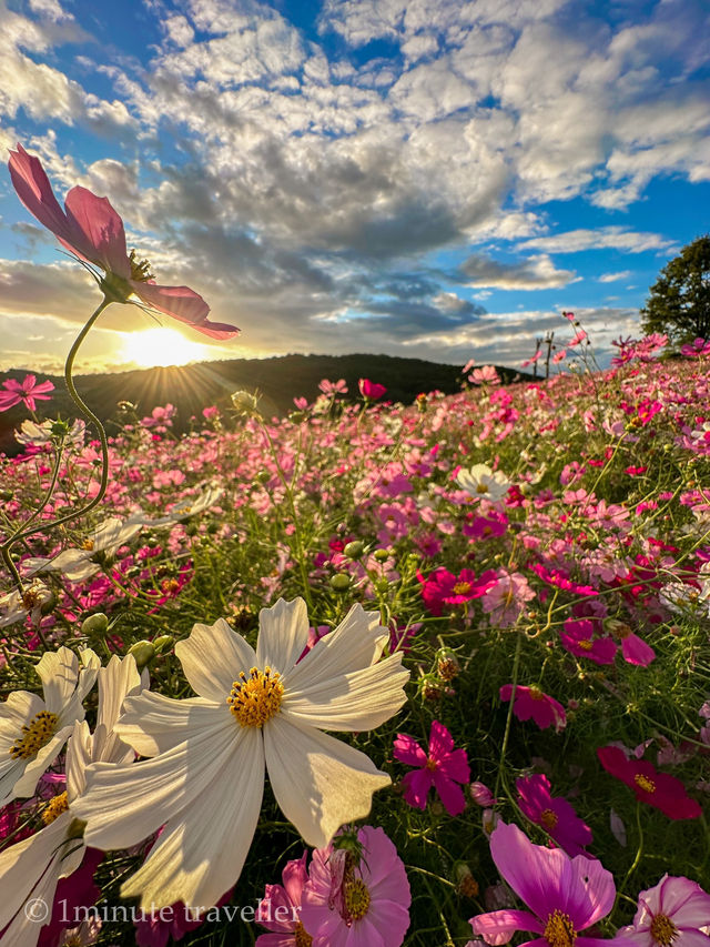 早朝から夕方まで幻想的なコスモスの絶景を満喫！花の駅せら