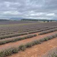 Bridestowe Lavender Farm