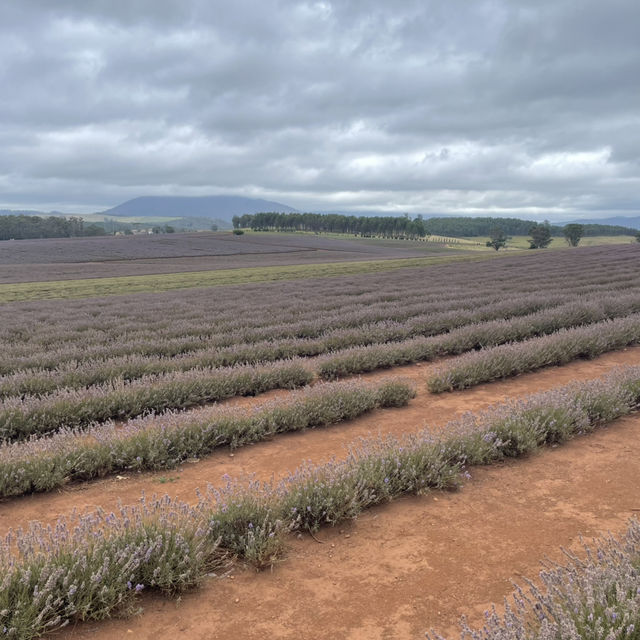 Bridestowe Lavender Farm
