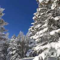 Winter Wonderland: The Snowy Marvels of Shiga-Kogen