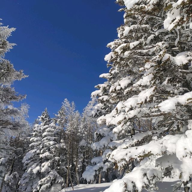 Winter Wonderland: The Snowy Marvels of Shiga-Kogen