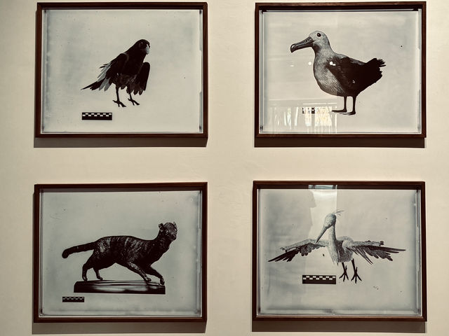 人類與動植物關係學 ANTHROZOOLOGY 展覽