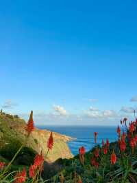 Madeira island 🏝️ 