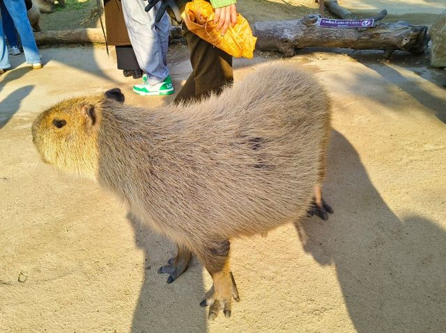 神戶動物王國