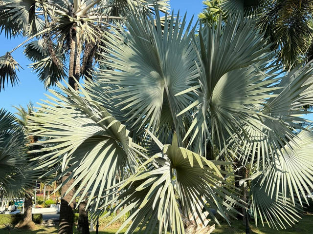 Queen Sirikit Botanic Garden 