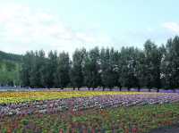 Tomita Farm ฟาร์มโทมิตะ