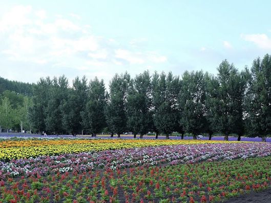 Tomita Farm ฟาร์มโทมิตะ