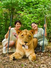 【モーリシャス】気分はムツゴロウ！ライオンとお散歩🦁
