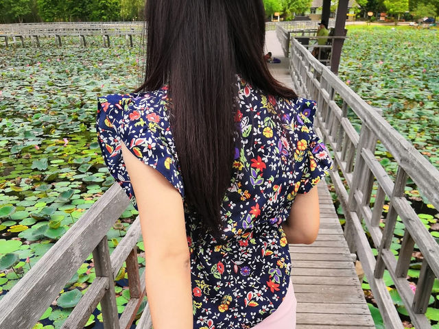 🌹🌷ดูบึง ดูบัว ⛰️🌈