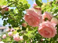《横浜》秘密の花園にて